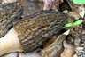 Hegyes kucsmagomba (Morchella deliciosa), Pilis